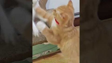 Funny Cat Moments: Epic Pet Fights &amp; Hilarious Fails! #funnycatmoments #shorts