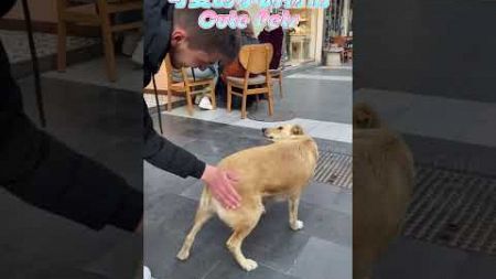 可爱的小动物们 Cute pets #funny #funnypet #funnyanimal #搞笑 #宠物