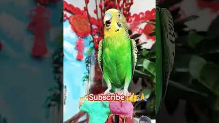 #pets #带着宠物去赏花 #parrot #cute #年轻人养宠图鉴 #你好新学期 #birds #mittoo #funny #cutemittu #parrotsinging