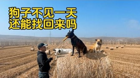 鐵牛旅行記572集/狗不見一天了還能找回來嗎？零下10度狗會不會凍死在外面了？#狗狗 #狗是人类最忠诚的朋友 #doglife