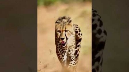 Cheetah running #cheetah #animals #jungle #shortsvideo #shorts #nature #environment #predator