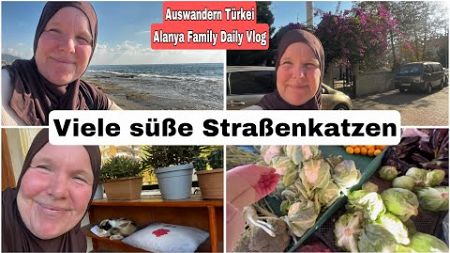 Blumenkohl günstiger im Geschäft und viele Katzen | Auswandern Türkei Daily Vlog 5. November 2024