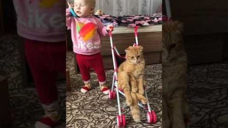 Hilarious Awesome Funny Pets #funny #funnypets #trynottolaugh #funnycats #funnyshorts #cute #cat