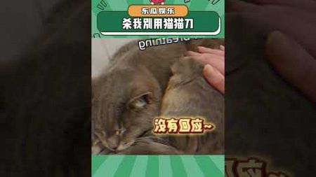 眼泪瞬间就倒流了...#猫咪 #泪目 #娱乐评论大赏#shorts