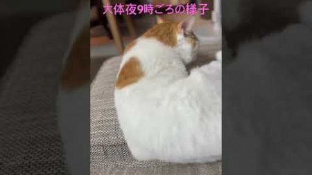 ゴロゴロ癒し動画をどうぞ #猫のいる暮らし 猫ブログ