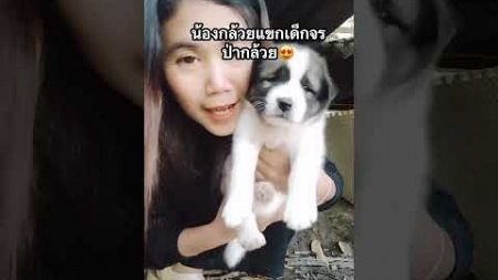 น้องกล้วยแขกเด็กป่ากล้วยมารายงานตัวค๊าบ😁#สุนัข #puppy #straydogs #เอ็นดู #dog #shorts #หมา #น่ารัก