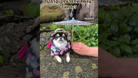 ปลาอะไรน่ารักที่สุดในโลกวะ? #คลิปตลก #doglover #dog #pets #chihuahua