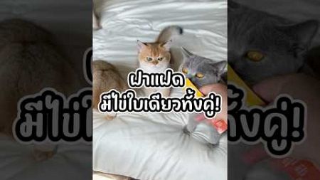 เป็นฝาแฝดไม่ต้องเป็นเหมือนกันหมดก็ได้ลูกกด #หมูแดงหมูกรอบแมวฝาแฝด #cat #แมว