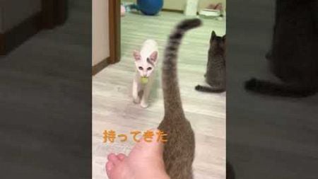 小梅のペットボトルキャップの遊び方#cat #ねこのいる暮らし