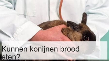 Kunnen konijnen brood eten?