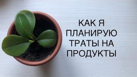 КАК Я ПЛАНИРУЮ ТРАТЫ НА ПИТАНИЕ.