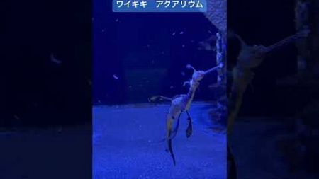 ホノルル　アクアリウムで癒されました😄#ハワイブログ #ワイキキ水族館#シードラゴン#アクアリウム