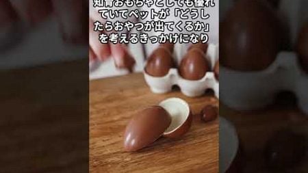 ペットの運動不足を解消 #役に立つ雑学 #豆知識シリーズ #1分雑学