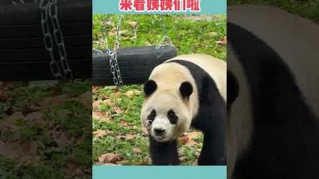 11月07日福宝睡前小福利，来看姨姨们啦！#푸바오 #판다 #fubao #大熊猫福宝 #panda