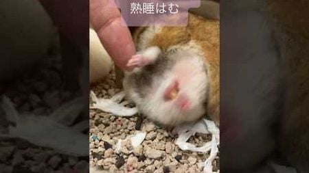 目どこ？　　　　　　　 #ハムスターのいる生活 #ハムスター #かわいい動物 #ペット動画 #cuteanimal