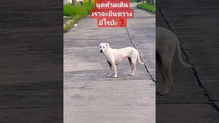 ออกเดิน🚶‍♀️เพื่อสุขภาพตอนเช้า😘เจอเจ้าถิ่นยืนขวางทาง🐕 #shorts #cute #cutedog #nature #thailand 🇹🇭