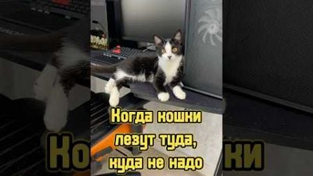 Когда кошки лезут туда, куда не надо 😼 #питомцы #котики #кот #кошка #котенок