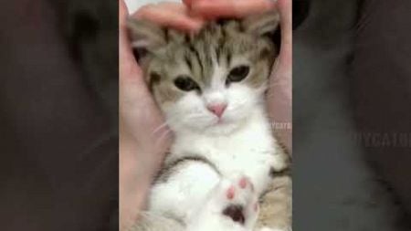 Kittens are so cute #cat #funny #funnyvideo #pets #shorts #fyp #foryou #foryoupage