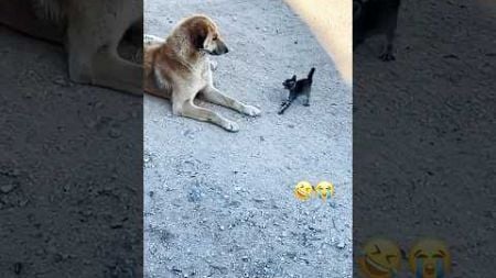 Cat VS Dog #cats #pets #funny #cat #animals #fuunypets #funnyvideos #pets