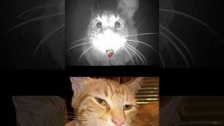 #trollface #cat #funny #animals #memes #pets #keşfet #bamboe