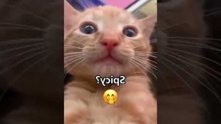 #funny #funnyvideo #pets #petlover #cat #cats