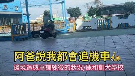 阿爸說：我都會追摩托車🛵#我就被帶來找鹿老大了😅#鹿和訓犬學校#鹿和狗狗專屬住宿旅館#我是邊境牧羊犬