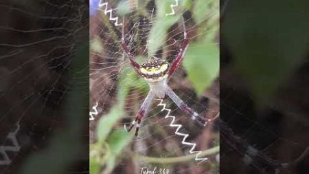 Argiope Anasuja: The Secrets Behind Its Captivating Web Design! | Taped 360 #shorts #spider