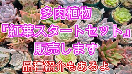 【多肉植物】【販売会】多肉植物販売します。品種紹介見るだけでも楽しめます。