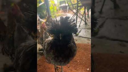 #trendingshorts #trending #fypシ゚viral #chicken #baddies #animals #funnyvideo #pets #haustiere