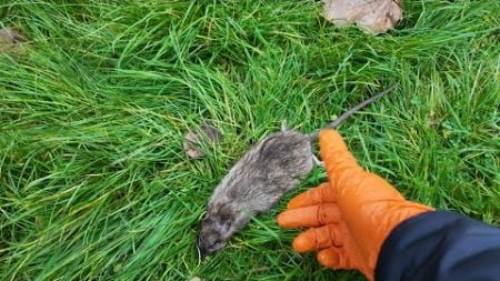 Comment se débarrasser des rats dans votre jardin et terrasse ?