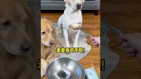 Tangyuan: Eat one egg and drink two pounds of water! Cute pet debut plan Cute pets become spirits