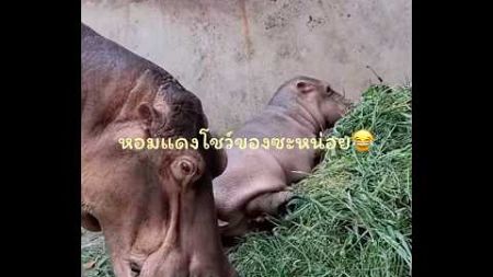 หอมแดงลู๊กกกกกกก🐽😂 #hippo #animals #funny #ad