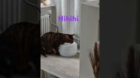 Katten by like als ze aan het eten zijn