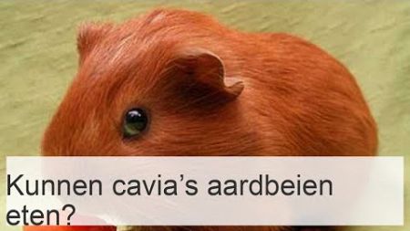 Kunnen cavia&#39;s aardbeien eten? - Voordelen en hoe ze aan te bieden