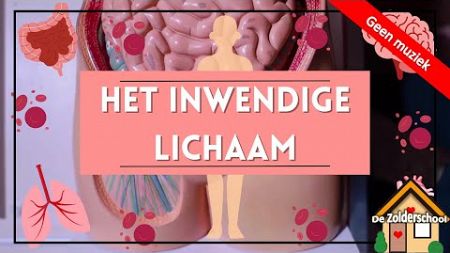 Het inwendige lichaam - anatomie - human organs - bodyparts in dutch - zonder muziek