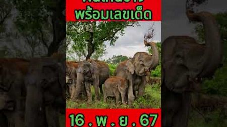 #Rayong #ที่ดินสมุทรปราการ #ที่ดินภูเก็ต #สร้างรายได้ #อสังหาริมทรัพย์ #16/พ.ย./67💸🇹🇭