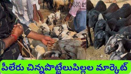 చిన్న పిల్లలు మార్కెట్ 🐏|| 3 - 4 నెలల పిల్లల ధరలు || #sheep #marketing #pileru