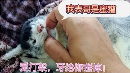 宠物貂有多喜欢打架？宠物貂和狗子打完架又跟狐狸打架。