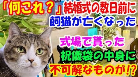 「何これ？」私の結婚式の数日前に飼猫が亡くなった。結婚式の日に式場で見知らぬ女性から貰った祝儀袋の中身を見てビックリ!【猫の不思議な話】【朗読】