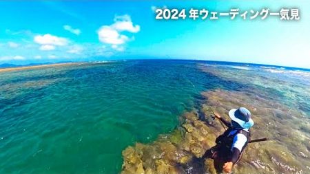 大物が次々襲いかかる、青物が入れ食いする、浅瀬にもバケモノがいた！（ウェーディング一気見・まとめ）