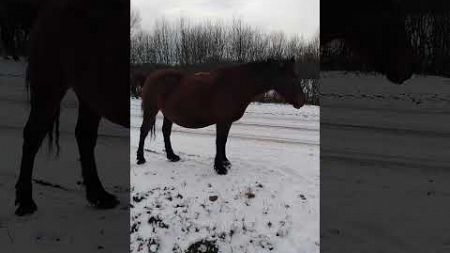 Нате🐎, кушайте🍽️ #deeprussia #деревня #лошади