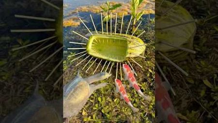 Survival Skills: SIMPLE and USEFUL with Turtle &amp; fish trap #camping #bushcraft #outdoors