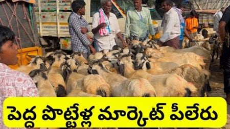 అతిపెద్ద పొట్టేళ్ల మార్కెటింగ్ పీలేరు 🐏🐑|| #sheep #marketing #pileru