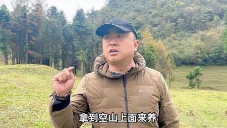 高山环境太恶劣了，老公养的100只鸡，现在只剩下35只，太可惜了