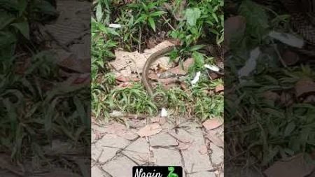 #nagin #snake #nature #environment #trending #viralshorts