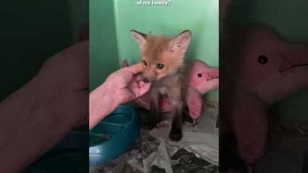 Baby fox #foxs #pets #rescue #animals