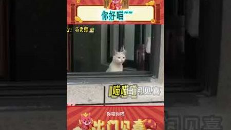 猫猫：都喵都喵！#猫猫 #娱乐评论大赏 #猫咪 #萌宠 #猫 #可爱 #娱乐评论 #shorts #出门见喜