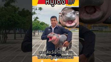 #หมูเด้ง ออนทัวร์ #ข่าวบันเทิง #news #ข่าว #ข่าวเด่น #สวนสัตว์เปิดเขาเขียว