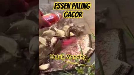 &quot;Essen Paling Gacor&quot;: Semua Berebutan! 114 #fishing #mancingliar #fish #ikan #mancing