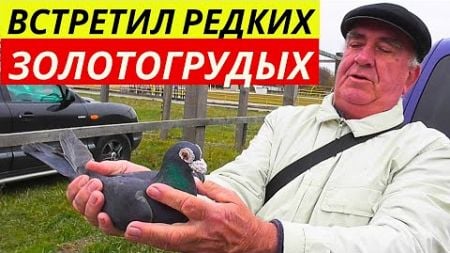 ЯРМАРКА ГОЛУБЕЙ г.Павлоград Цены 💲 Продажа 📞 Голуби ▶ 2-я часть